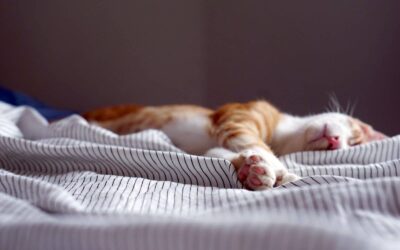 Sleep hygiene